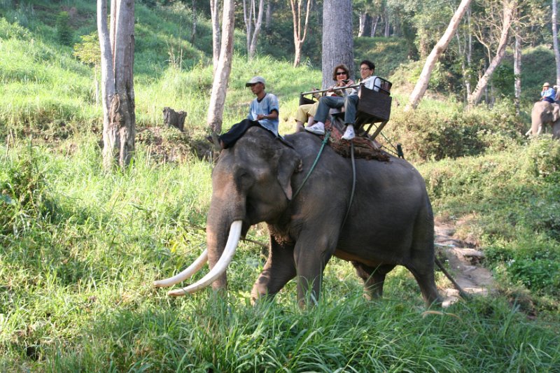 Day 9 - Chiang Mai - Elephant Camp 110
